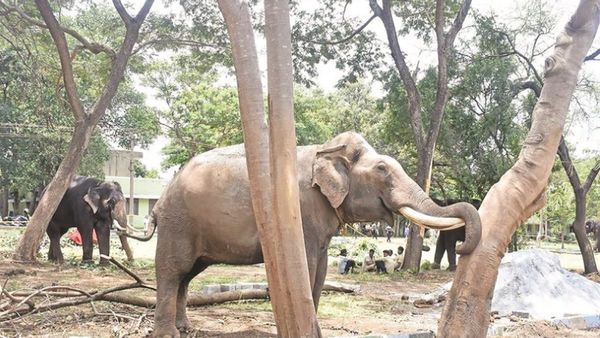 ಭವಿಷ್ಯದ ಅಂಬಾರಿ ಆನೆ ಆಗ್ತಾನಾ ಕಂಜನ್?, ಯಾಕೆ ಈ ಪ್ರಶ್ನೆ ಅಂತೀರಾ ಇಲ್ಲಿವೆ ಕುತೂಹಲಕಾರಿ ಅಂಶಗಳು