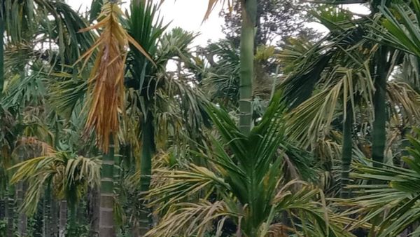 ಅಡಿಕೆ ಬೆಳೆಗೆ ಎಲೆಚುಕ್ಕೆ ರೋಗ, ನಿರ್ವಹಣೆಗೆ ರೈತರಿಗೆ ಸಲಹೆಗಳು 