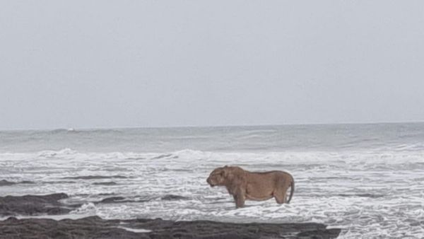 Lion in Beach: ಕಡಲತೀರದಲ್ಲಿ ಕಾಡಿನ ರಾಜ: ದೀರ್ಘ ವಾರಾಂತ್ಯವನ್ನು ಆನಂದಿಸಿದ ಸಿಂಹ!