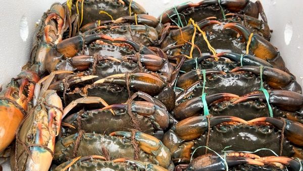 ವಿಮಾನ ಹತ್ತಿದ ಮಂಗಳೂರಿನ ಜೀವಂತ ಏಡಿ: ಚೀನಾದಲ್ಲಿ ಮಡ್&ರೆಡ್ ಕ್ರಾಬ್‌ಗೆ ಭರ್ಜರಿ ಡಿಮ್ಯಾಂಡ್