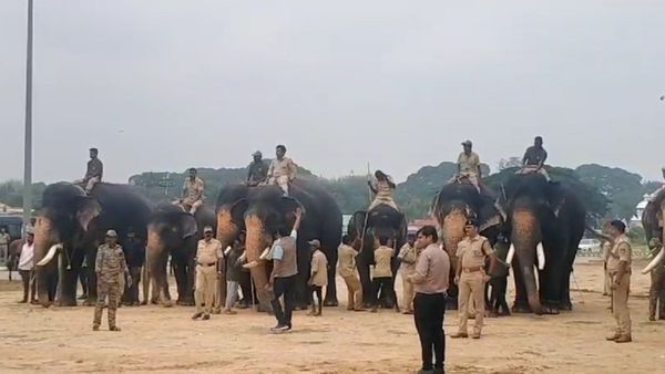 ಮೈಸೂರು ದಸರಾ 2023: ಕುಶಾಲತೋಪು ತಾಲೀಮು ಆರಂಭ, ಬೆದರಿದ ಸುಗ್ರೀವ, ಹಿರಣ್ಯ