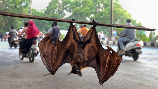 Nipah Virus: ಕೇರಳದ ವಯನಾಡ್‌ ಜಿಲ್ಲೆಯ ಬಾವಲಿಗಳಲ್ಲಿ ನಿಫಾ ವೈರಸ್‌..