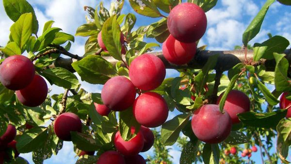 Ooty Apple Health Benefits: ಊಟಿಯನ್ನು ನೆನಪಿಸುವ ಈ ಹಣ್ಣಿನಲ್ಲಿದೆ ಸಾಕಷ್ಟು ಆರೋಗ್ಯಕರ ಪ್ರಯೋಜನಗಳು