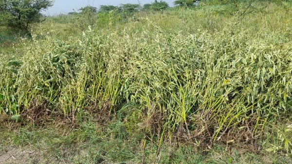 ತೊಗರಿ ಬೆಳೆಗೆ ನೆಟೆರೋಗ, ರಾಯಚೂರು ಜಿಲ್ಲೆ ರೈತರಲ್ಲಿ ಮನೆ ಮಾಡಿದ ಆತಂಕ