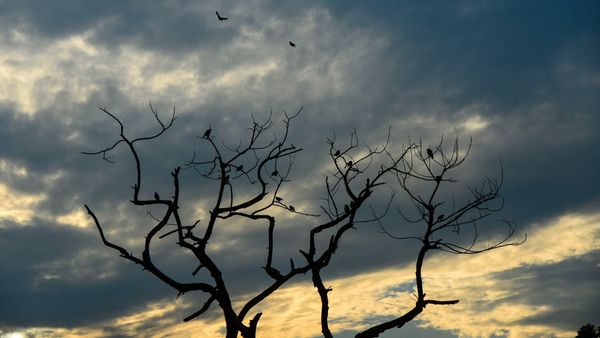 Monsoon Update: ಮುಂದುವರಿದ ಮುಂಗಾರು- ಕರ್ನಾಟಕ, ಕೇರಳ, ತಮಿಳುನಾಡಿನ ಈ ಪ್ರದೇಶಗಳಲ್ಲಿ ಮಳೆ ನಿರೀಕ್ಷೆ