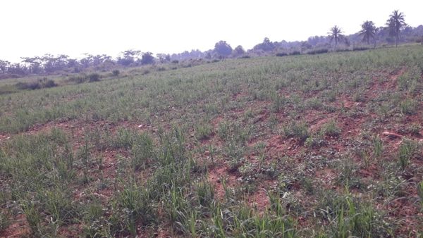 ಚಿಕ್ಕಮಗಳೂರು: ಭೀಕರ ಬರಕ್ಕೆ ತತ್ತರಿಸಿದ ಕಾಫಿನಾಡಿನ ರೈತರು, ತಾಲೂಕುವಾರು ಬೆಳೆ ನಾಶದ ವಿವರ ಇಲ್ಲಿ