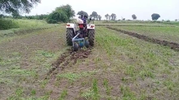 ರಾಯಚೂರು: ಮಳೆ ಬಾರದೆ, ಕಾಲುವೆ ನೀರು ಸಿಗದೇ ಹತಾಶೆ, ರೈತರಿಂದ ಬೆಳೆ ನಾಶ
