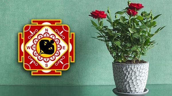 Rose Plant: ನಿಮ್ಮ ಮನೆಯಲ್ಲಿ ಗುಲಾಬಿ ಗಿಡಗಳನ್ನು ಬೆಳೆಸುತ್ತೀರಾ? ಹಾಗಾದರೆ ಈ ತಪ್ಪನ್ನು ಮಾಡಬೇಡಿ..