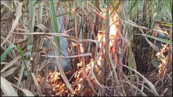 ಧಾರವಾಡ: ವಿದ್ಯುತ್‌ ಶಾರ್ಟ್ ಸರ್ಕ್ಯೂಟ್‌ನಿಂದ ಎರಡು ಹೆಕ್ಟೇರ್‌ ಕಬ್ಬು ಭಸ್ಮ