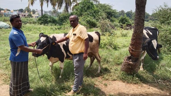 ಚಿಕ್ಕಬಳ್ಳಾಪುರ: ಅಕ್ಟೋಬರ್‌ 25ರವರೆಗೂ ಕಾಲುಬಾಯಿ ಜ್ವರದ ಲಸಿಕೆ ಅಭಿಯಾನ