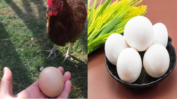 World Egg Day 2023: ವಿಶ್ವ ಮೊಟ್ಟೆ ದಿನವನ್ನು ಏಕೆ ಆಚರಿಸಲಾಗುತ್ತದೆ? ಅದರ ಮಹತ್ವವೇನು?