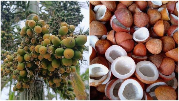  Arecanut & Copra Price: ರಾಜ್ಯದಲ್ಲಿ ಅಡಿಕೆ ಮತ್ತು ಕೊಬ್ಬರಿ ಧಾರಣೆ ಹೇಗಿದೆ?
