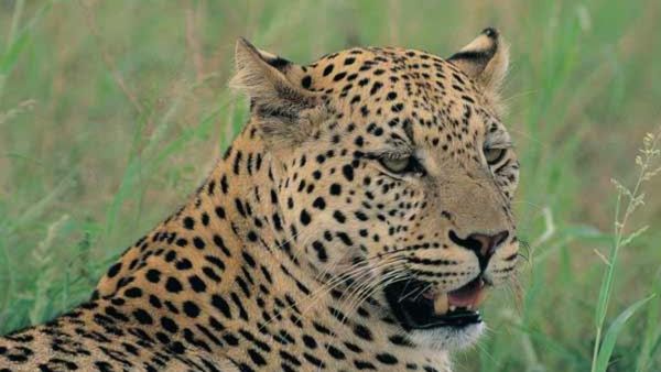 ಆನೇಕಲ್‌ನಲ್ಲಿ ಚಿರತೆ ಸೆರೆಗಾಗಿ ಹರಸಾಹಸ: ಅರಣ್ಯ ಇಲಾಖೆ ಸಿಬ್ಬಂದಿ ಸೇರಿದಂತೆ ಮೂವರ ಮೇಲೆ ಚಿರತೆ ದಾಳಿ!