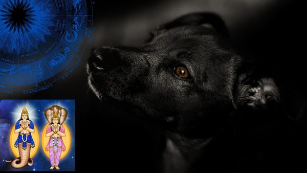 Dog Astrology: ಕಪ್ಪು ನಾಯಿ ನಿಮ್ಮ ಬಳಿ ಇದಿಯಾ? ಹಾಗಾದರೆ ನೀವು ಸಾವನ್ನೇ ಗೆಲ್ಲಬಹುದು...!