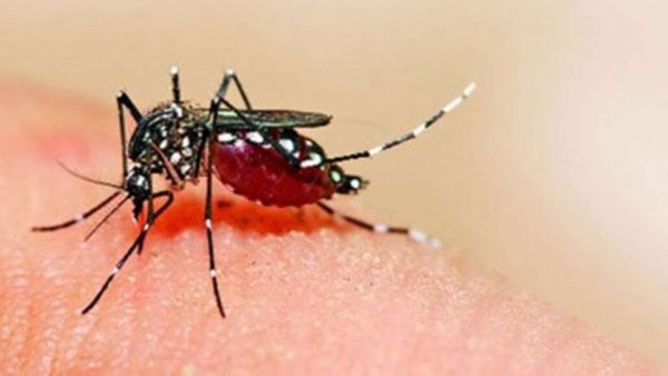 Zika virus: ಸೋಂಕು ಹರಡುವ ಈ ಸೊಳ್ಳೆಯಿಂದ ಪಾರಾಗುವುದೇಗೆ?, ಚಿಕ್ಕಬಳ್ಳಾಪುರ ಜಿಲ್ಲಾ ಆರೋಗ್ಯಾಧಿಕಾರಿಯ ಸಲಹೆಗಳು ಹೀಗಿವೆ
