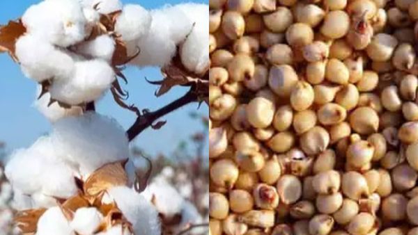 Jowar-Cotton Interim Crop Insurance: ಬೆಳೆ ವಿಮೆ ಪರಿಹಾರ ಮಂಜೂರು, ಯಾರಿಗೆಲ್ಲ ಸಿಗಲಿದೆ ತಿಳಿಯಿರಿ.