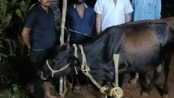 ಶಿವಮೊಗ್ಗ: ಗೋಪೂಜೆ ದಿನ ಚಿನ್ನದ ಸರ ನುಂಗಿ ಮೇವು ಬಿಟ್ಟ ಹಸು, ಮುಂದಾಗಿದ್ದೇನು?