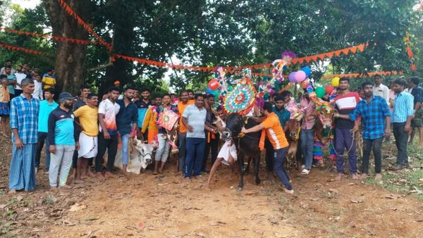 ಸಿದ್ದಾಪುರ : ಅನಿವಾರ್ಯ ಕಾರಣಕ್ಕೆ ನಿಂತಿದ್ದ ದೀಪಾವಳಿ, ಗೋವುಗಳೊಂದಿಗೆ ಸಂಭ್ರಮಿಸಿದ ರೈತರು!