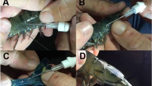 ಪಿಐಟಿ ಟ್ಯಾಗ್‌: ಮಾನವ-ಹಾವಿನ ಸಂಘರ್ಷ ತಡೆಗಾಗಿ ಅರಣ್ಯ ಇಲಾಖೆ ಮಹತ್ವದ ಅಧ್ಯಯನ