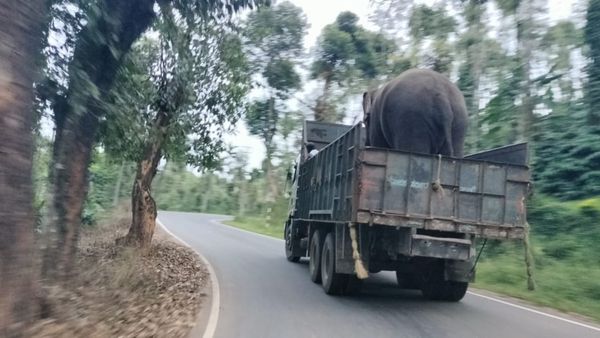 ಚಿಕ್ಕಮಗಳೂರು: ಮೂವರನ್ನು ಬಲಿ ಪಡೆದ ಕಾಡಾನೆ ಸೆರೆಗೆ ಸರ್ಕಾರದ ಆದೇಶ