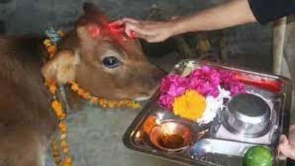  Diwali 2023: ಗೋಪೂಜೆಯ ಮಹತ್ವ ಹಾಗೂ ಮಾಡುವ ಕ್ರಮವೇನು..?