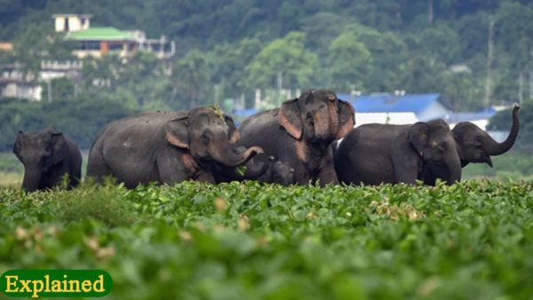 ಪ್ರಾಣಿ-ಮನುಷ್ಯ ಸಂಘರ್ಷ ತಡೆ ತಂತ್ರಜ್ಞಾನ ಅಳವಡಿಕೆಗೆ 'ಅನುದಾನ' ಕೊರತೆ ಇಲ್ಲ: ಈಶ್ವರ್ ಖಂಡ್ರೆ