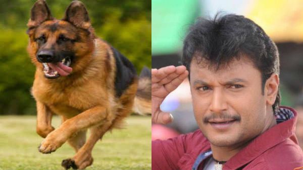 ಮಹಿಳೆಗೆ ನಟ 'ದರ್ಶನ್' ಮನೆ ನಾಯಿ ಕಡಿತ: ಇಬ್ಬರ ವಿರುದ್ಧ FIR ದಾಖಲು: ಏನಿದು ಪ್ರಕರಣ?