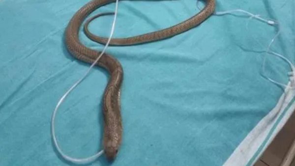 Raichur: ಫಿನಾಯಿಲ್ ವಾಸನೆಗೆ ಮೂರ್ಛೆ ತಪ್ಪಿದ ನಾಗರಹಾವು: ಸಮಯಪ್ರಜ್ಞೆಯಿಂದ ಉಳಿದ ಜೀವ