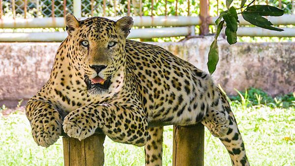 ಬೆಂಗಳೂರಲ್ಲಿ ಚಿರತೆ ಹಾವಳಿ ತಡೆಯಲು ಮಾಸ್ಟರ್ ಪ್ಲ್ಯಾನ್! ಏನು ಗೊತ್ತಾ?
