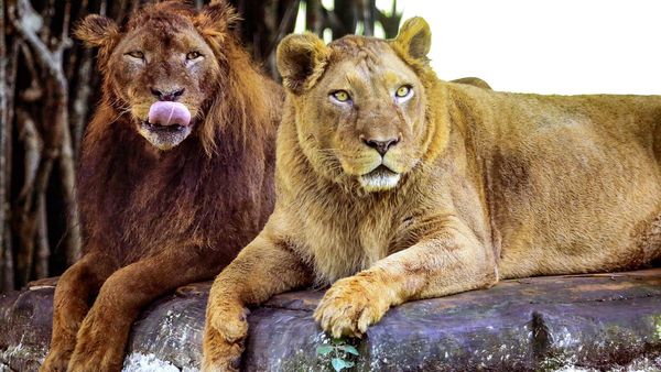 Bengaluru Lion: ಸಿಲಿಕಾನ್ ಸಿಟಿ ಬೆಂಗಳೂರಿನಲ್ಲಿ ದಿಢೀರ್ ಸಿಂಹ..