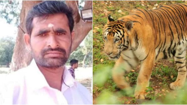 ಮೈಸೂರು: ಹುಲಿ ದಾಳಿಗೆ ಗ್ರಾಪಂ ಮಾಜಿ ಸದಸ್ಯ ಬಲಿ, ನರಹಂತಕನ ಪತ್ತೆಗೆ ಕೋಂಬಿಂಗ್‌ ಶುರು