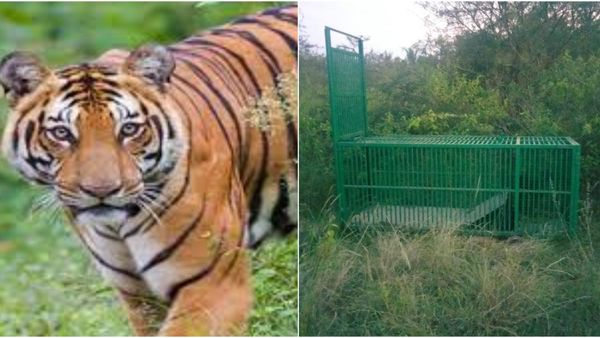 ಮೈಸೂರಿನಲ್ಲಿ ಹೆಚ್ಚಾಯ್ತು ವ್ಯಾಘ್ರನ ಕಾಟ: ಜನರ ನಿದ್ದೆಗೆಡಿಸಿದ ಹುಲಿಗಳ ಸಂಚಾರ, ಅರಣ್ಯ ಇಲಾಖೆಯಿಂದ ಕಟ್ಟೆಚ್ಚರ