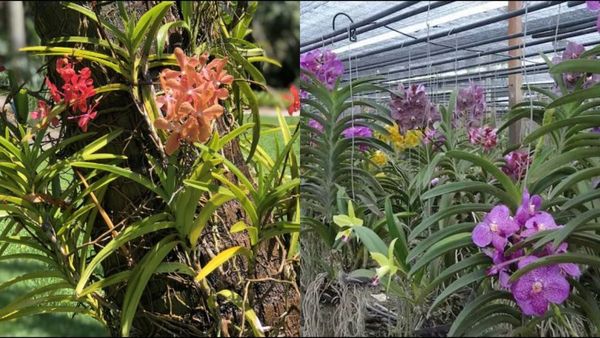 ಸೀತೆಗೂ ಇಷ್ಟವಾಗಿದ್ದ ಆರ್ಕಿಡ್ ಹೂ ಬೆಳೆಯುವುದು ಹೇಗೆ?