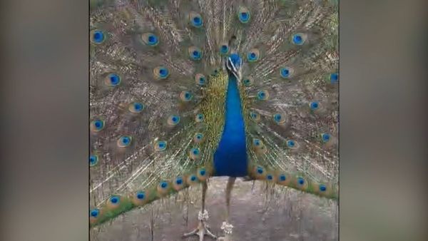 ಮಂಗಳೂರು: ನವಿಲಿನ ಕಾಲಿಗೆ ಗೆಜ್ಜೆ ಕಟ್ಟಿದ ಅರ್ಚಕ, ಮೊಬೈಲ್ ಕಂಡರೆ ಗರಿ ಬಿಚ್ಚುತ್ತೆ ಈ ನವಿಲು