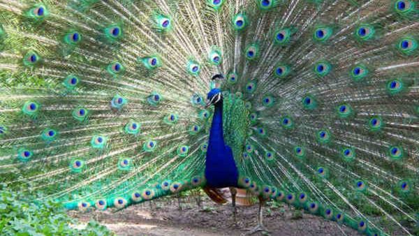 ನಿಮ್ಮ ವ್ಯಾಪಾರ ರೈಲಿನಂತೆ ವೇಗವಾಗಬೇಕಾ? ಇದೊಂದು ನವಿಲು ಗರಿ ಸಾಕು...