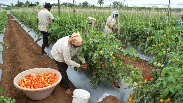  Tomato: ರೋಗ ನಿರೋಧಕ ಟೊಮೆಟೊ ತಳಿ ಅಭಿವೃದ್ಧಿ ಮಾಡುತ್ತಿರುವ ಕೃಷಿ ವಿಜ್ಞಾನಿಗಳು 