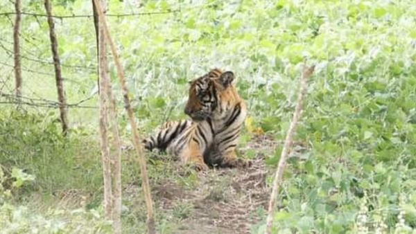 ಗುಂಡ್ಲುಪೇಟೆ: ಕಾದಾಟದಲ್ಲಿ ತೀವ್ರ ಗಾಯಗೊಂಡ ಸ್ಥಿತಿಯಲ್ಲಿ 