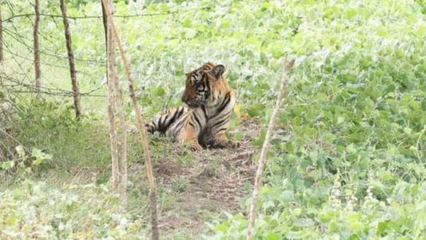 ಬಂಡೀಪುರ: ಕಾದಾಟದಲ್ಲಿ ಗಾಯಗೊಂಡಿದ್ದ 