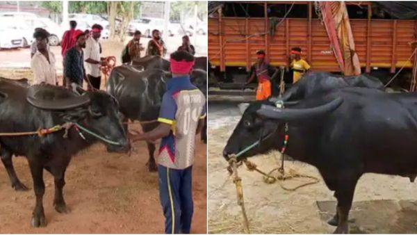 ಬೆಂಗಳೂರು ಕಂಬಳ: ಬಹುಮಾನ ಘೋಷಣೆ ಹೇಗೆ..? ಗೆದ್ದವರಿಗೆ ಸಿಗುವ ಚಿನ್ನವೆಷ್ಟು..?