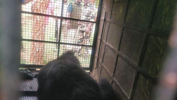 ಹನೂರು: ಅಂಗಡಿಗಳಲ್ಲಿ ಮೊಟ್ಟೆ-ಹಣ್ಣು ತಿನ್ನುವುದಲ್ಲದೆ ಜನರ ನಿದ್ದೆಗೆಡಿಸಿದ್ದ ಜಾಂಬವಂತ ಕೊನೆಗೂ ಸೆರೆ