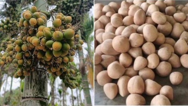 Arecanut Price: ಏರಿಕೆಯ ಹಾದಿಯಲ್ಲಿ ಅಡಿಕೆ ಧಾರಣೆ : ಕೊಬ್ಬರಿ ಬೆಲೆ ಎಷ್ಟಿದೆ? 