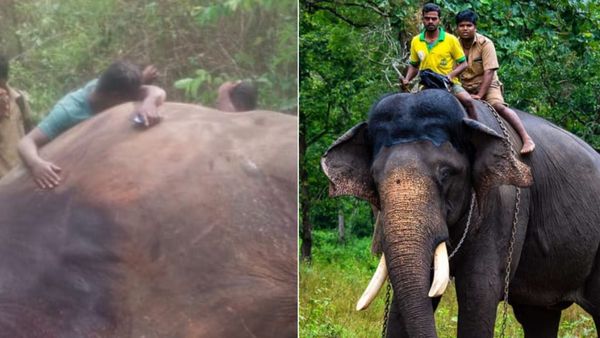 Elephant Arjuna Death: ದಸರಾ ಅಂಬಾರಿ ಹೊತ್ತು ಮೆರೆದಿದ್ದ ಅರ್ಜುನ ಕಣ್ಣೇದುರೇ ಸಾವು: ಮಾವುತ ಆಸ್ಪತ್ರೆಗೆ ದಾಖಲು