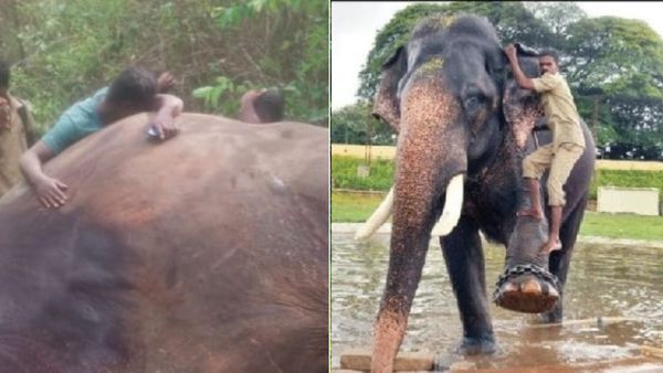 Arjuna Elephant Death: ಉನ್ನತ ತನಿಖೆಗೆ ಆಗ್ರಹಿಸಿ ರಾಜಧಾನಿಯಲ್ಲಿ ಪ್ರತಿಭಟನೆ