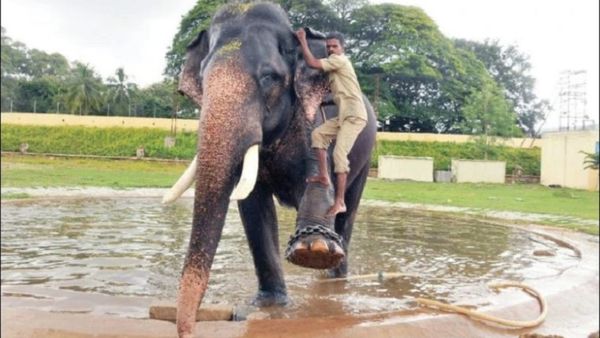 ಅರ್ಜುನ ಅಂಬಾರಿ ಹೊತ್ತಿದ್ದು ಎಂಟಲ್ಲ ಒಂಬತ್ತು ಬಾರಿ: ಅರ್ಜುನನ ಬಗ್ಗೆ ಕುತೂಹಲಕಾರಿ ಸಂಗತಿ