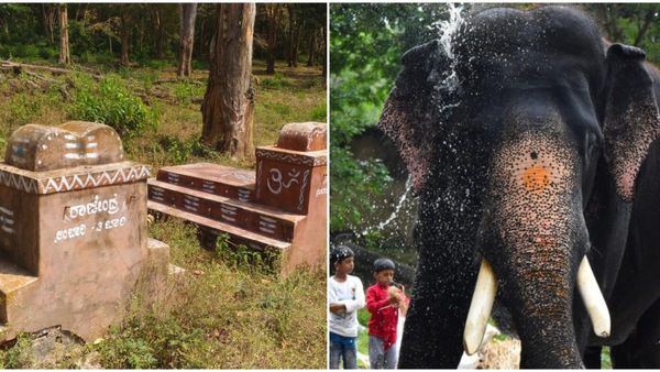 ದ್ರೋಣ, ರಾಜೇಂದ್ರರ ಸಾಲಿನಲ್ಲಿ ಅರ್ಜುನ: ಬಳ್ಳೆ ಆನೆ ಶಿಬಿರದಲ್ಲಿ ನೆನಪಾಗಿ ಉಳಿಯಲಿರುವ ದಸರಾ ಕ್ಯಾಪ್ಟನ್‌