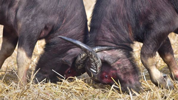 Viral Video: ಅಯ್ಯಯ್ಯೋ.. ಬುಲೆಟ್ ಬೈಕ್ ಸವಾರನ ಜೀವ ತೆಗೆದ ಕೋಣ!