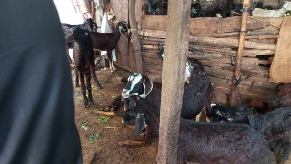 ಗುಂಡ್ಲುಪೇಟೆ: ಈ ವೈರಸ್‌ಗೆ 30ಕ್ಕೂ ಹೆಚ್ಚು ಕುರಿ ಬಲಿ