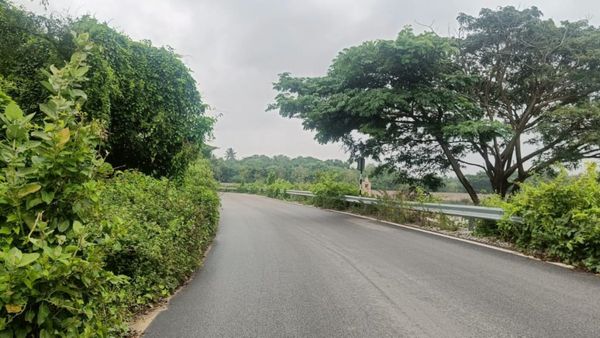 Chikkaballapur: ರಸ್ತೆಗೆ ಚಾಚಿದ ಗಿಡಗಳಿಂದಾಗಿ ಸಂಚಾರಕ್ಕೆ ಅಡ್ಡಿ: ಅಪಘಾತಗಳ ತಾಣವಾದ ಕೆರೆ!