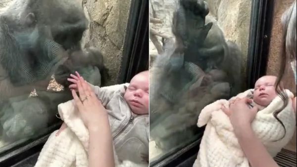 ತಾಯಿ ಪ್ರೀತಿ ಅಂದ್ರೆ ಇದೆನಾ?: ಮಗು ಹೊತ್ತ ಮಹಿಳೆಯನ್ನು ನೋಡಿ ತನ್ನ ಮಗುವನ್ನು ಮುದ್ದಾಡಿದ ಚಿಂಪಾಂಜಿ