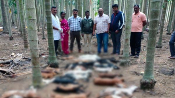 ಚಿಕ್ಕಮಗಳೂರಿನಲ್ಲಿ ಭೀಕರ ಚಿರತೆ ದಾಳಿ: 31 ಕುರಿ, ಮೇಕೆಗಳು ಬಲಿ